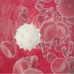 Haematology - Haematology and Day Care - Haematology Oncology